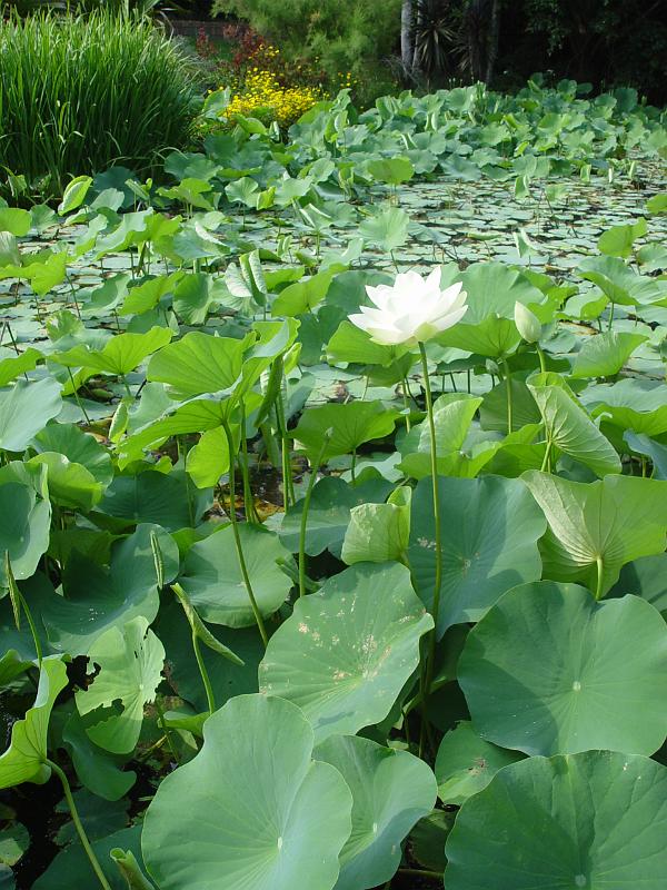 booroowhangary-nov09 062.jpg